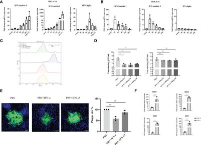 Pseudorabies virus-induced expression and antiviral activity of type I or type III interferon depend on the type of infected epithelial cell